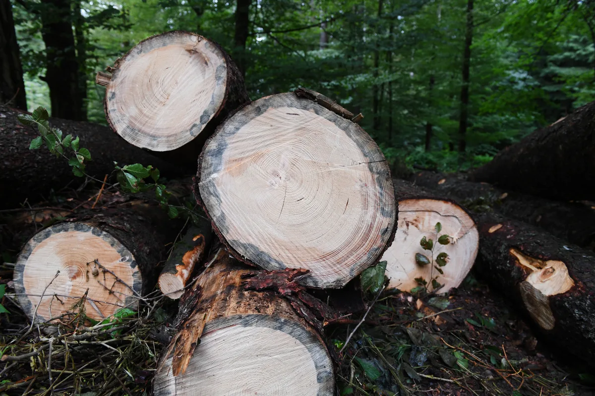 Der Blaupilzbefall schädigt das Holz zwar nicht, durch die Verfärbung sinkt aber der Marktwert. Borkenkaefer-Repo in Illnau - Spuren der Borkenkaefer. Foto: Madeleine Schoder