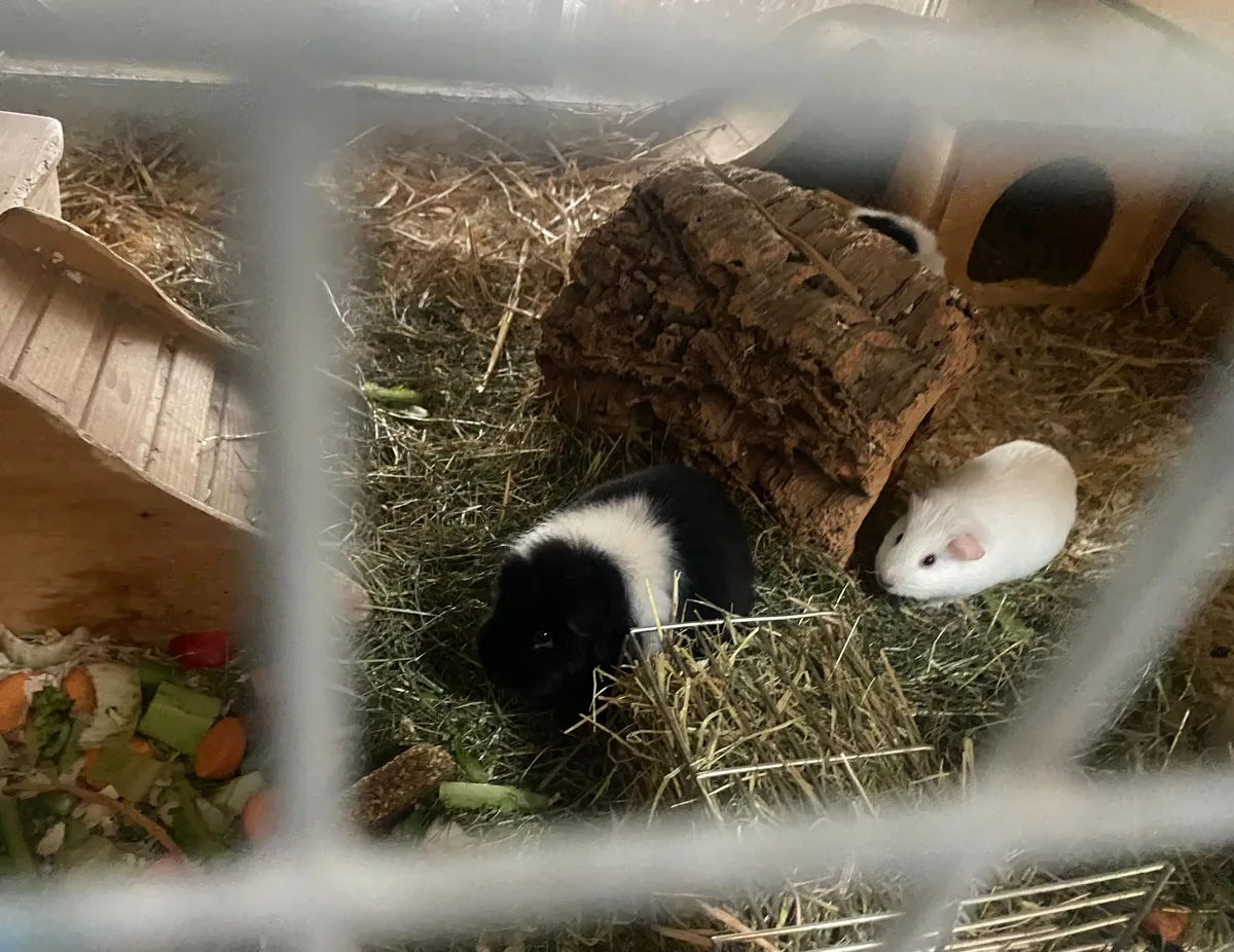 Im Tierheim Strubeli wohnen auch viele Nagetiere, wie diese beiden Meerschweinchen. Auf dem Bild sieht man zwei Meerschweinchen in ihrem Gehege.