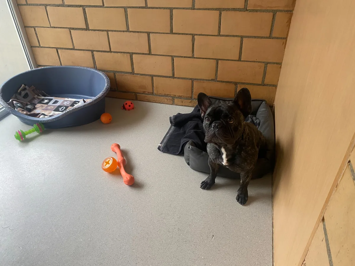Der kleine Mops wartet gespannt auf die Besucher des Tierheims Strubeli. Auf dem Bild sieht man einen Mops in seinem Gehege im Tierheim.