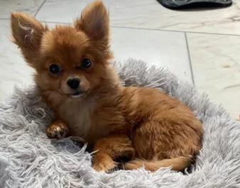 Der kleine Chihuahua Yoki geniesst jetzt sein Leben in vollen Zügen Auf dem Bild sieht man einen kleinen Chihuahua in einem kleinen Bettchen.