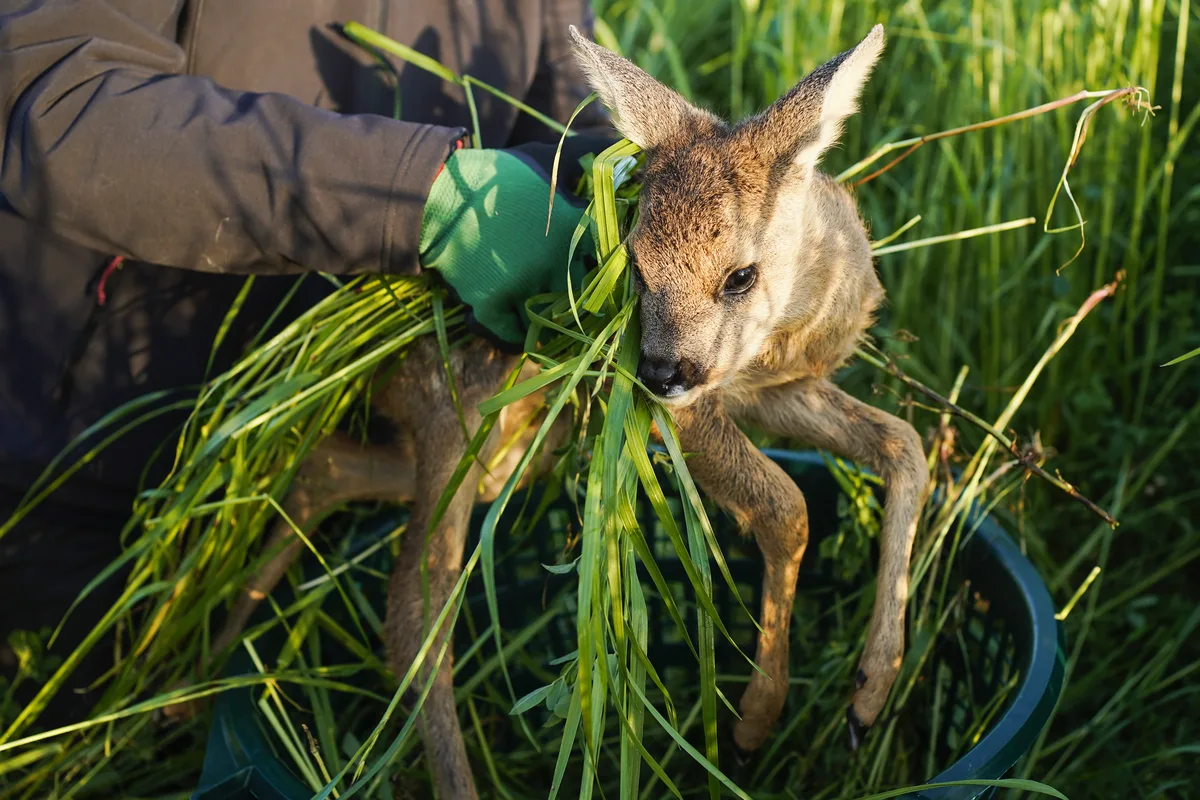 Ein Mann hebt ein Rehkitz mit Handschuhen und Gras hoch.