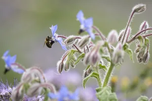 Eine Biene sammelt Pollen in einem Bluehstreifen zwischen zwei Feldern, nach einer Medienkonferenz des Berner Bauernverbands gegen die extreme Biodiversitaetsinitiative, am Donnerstag, 27. Juni 2024, auf dem Landwirtschaftlichen Betrieb Frienisberg, in Seedorf. (KEYSTONE/Anthony Anex) Eine Biene sammelt Pollen in einem Bluehstreifen zwischen zwei Feldern, nach einer Medienkonferenz des Berner Bauernverbands gegen die extreme Biodiversitaetsinitiative, am Donnerstag, 27. Juni 2024, auf dem Landwirtschaftlichen Betrieb Frienisberg, in Seedorf. (KEYSTONE/Anthony Anex)