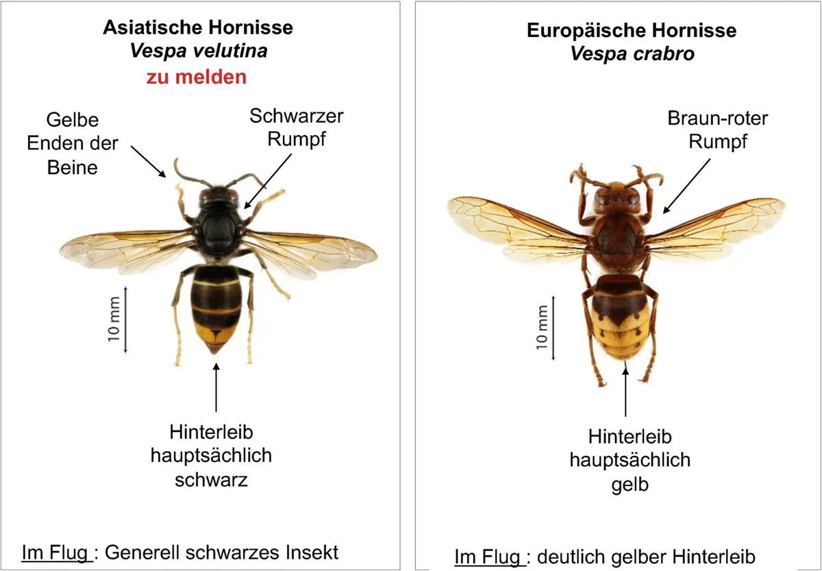 Unterschiedliche Erscheinung: links die Asiatische Hornisse, rechts die Europäische Hornisse. Grafik