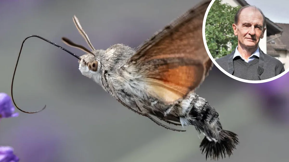 Die Fotografie hat dem Saländer auch vor Augen geführt, wie alarmierend der Zustand der Biodiversität ist – was Schmetterlinge und Vögel deutlich zu spüren bekommen.
