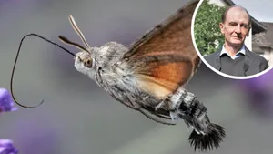 21610011-1 Die Fotografie hat dem Saländer auch vor Augen geführt, wie alarmierend der Zustand der Biodiversität ist – was Schmetterlinge und Vögel deutlich zu spüren bekommen.