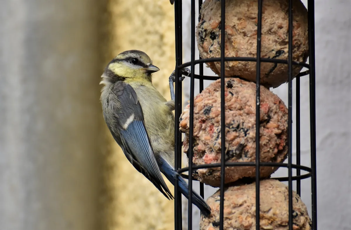 Futterkugeln für Kleinvögel sind nach wie vor erlaubt. Eine Blaumeise frisst Vogelfutter.