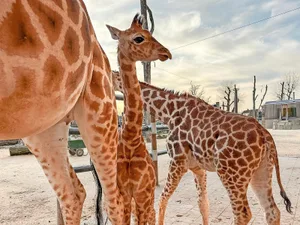 24820908-3 Mehr als 200 potenzielle Namen wurden für den Giraffenbuben eingesandt.