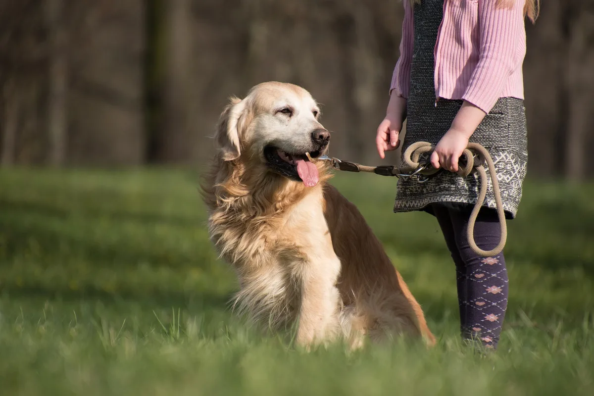 Ein Hund sitzt angeleint am Waldrand. Ein Hund sitzt angeleint am Waldrand.