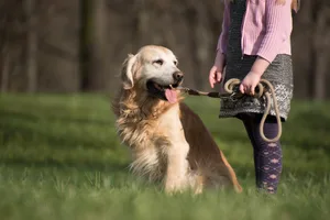 Ein Hund sitzt angeleint am Waldrand. Ein Hund sitzt angeleint am Waldrand.