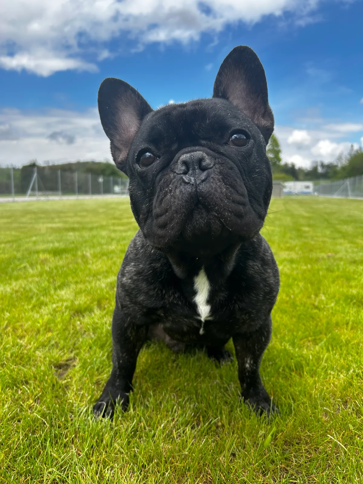 Französische Bulldoggen sind beliebt – doch auch kleine Hunde wie Male brauchen viel Zuwendung und ein artgerechtes Umfeld.