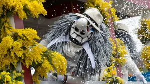 Ob als Dekoration oder als Geschenk für die Zuschauerinnen und Zuschauer am Strassenrand: Die leuchtend gelben Mimosen sind von der Basler Fasnacht kaum wegzudenken. Ob als Dekoration oder als Geschenk für die Zuschauerinnen und Zuschauer am Strassenrand: Die leuchtend gelben Mimosen sind von der Basler Fasnacht kaum wegzudenken.