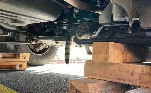 Die Katze war unter dem Fahrzeug eingeklemmt und konnte sich nicht selbst befreien.
