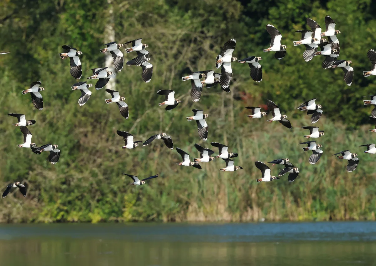 Seine Flugkünste sind ein besonderes Schauspiel. Beobachtet am Flachsee Kiebitze am Flachsee.