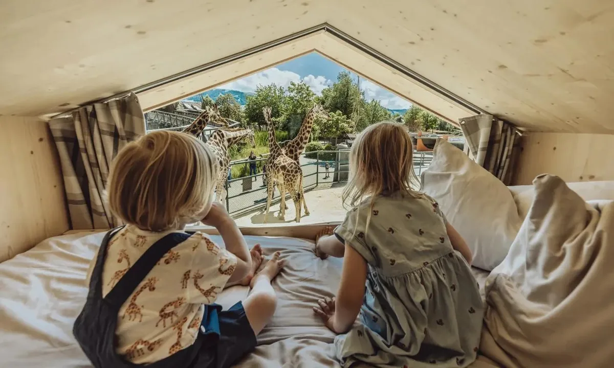 29649776-4 Hotelgäste können die freundlichen Riesen direkt aus dem Bett heraus begrüssen.