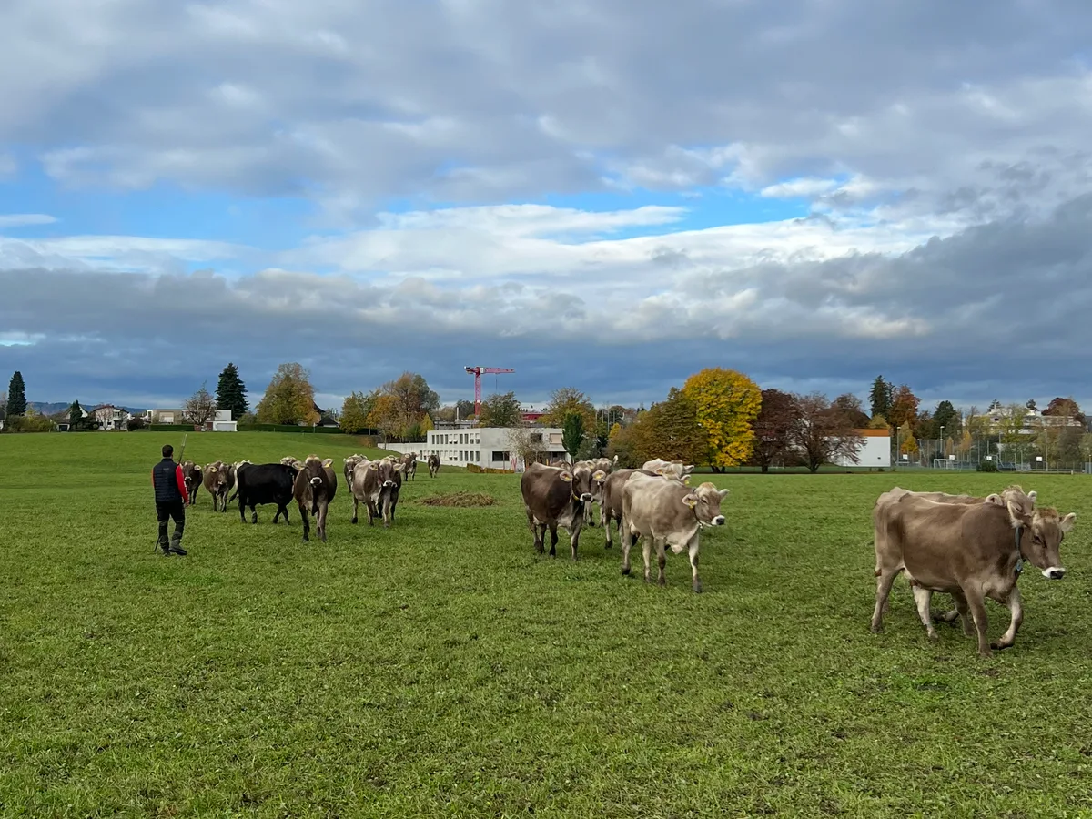 Die Reise für die Kühe begann auf einer Wiese beim Spital. Man sieht Kühe auf einer Wiese.