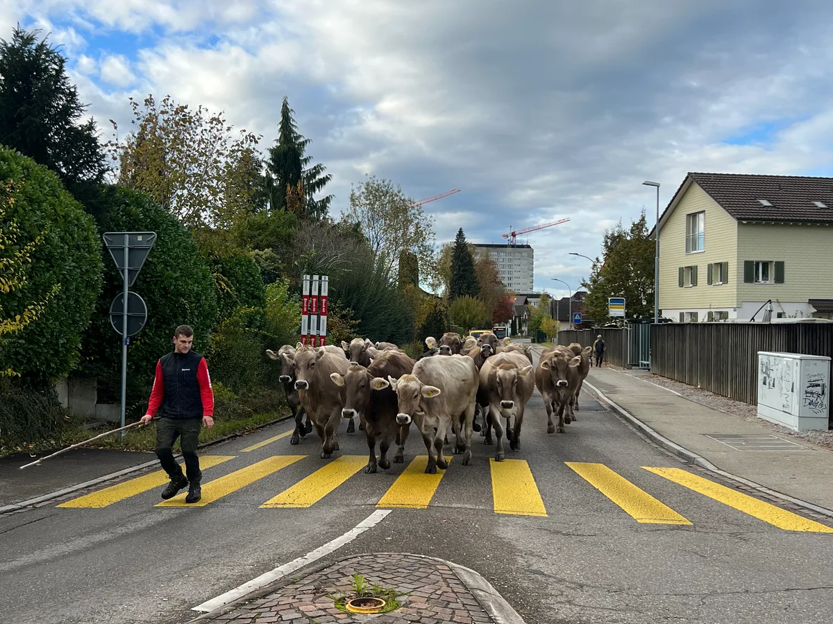 Rund 30 Kühe waren am Dienstagmorgen in Wetzikon unterwegs. Man sieht Kühe auf einer Strasse.