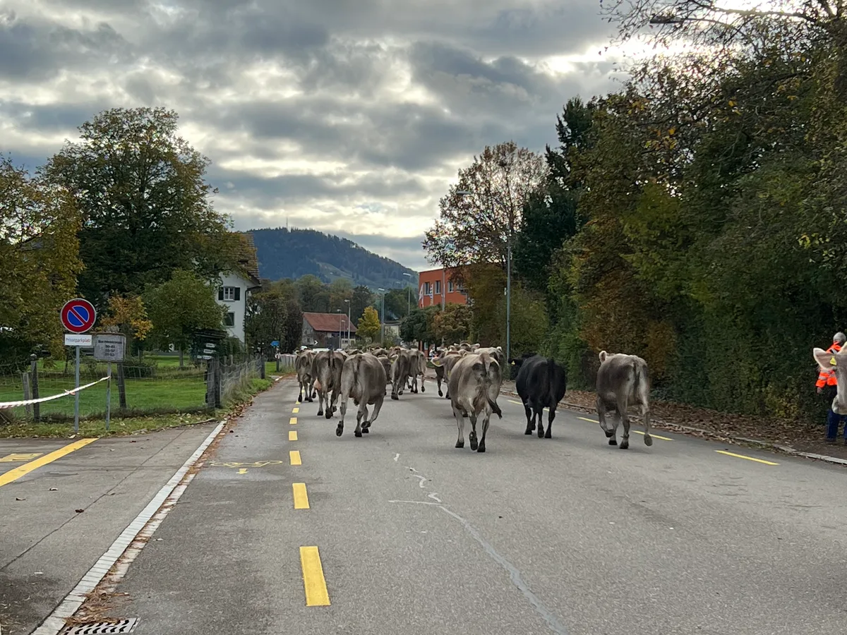Nach Hause konnte es nicht schnell genug gehen. Man sieht Kühe auf einer Strasse.