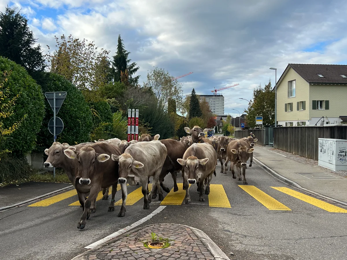 22316982-1 Hinter den Kühen musste auch der Bus kurz warten.