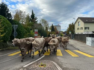 22316982-1 Hinter den Kühen musste auch der Bus kurz warten.