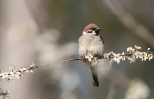 Der Feldspatz am Dessertbuffet, als Abwechslung gönnt er sich gerne mal eine Blüte. Der Feldspatz am Dessertbuffet, als Abwechslung gönnt er sich gerne mal eine Blüte.