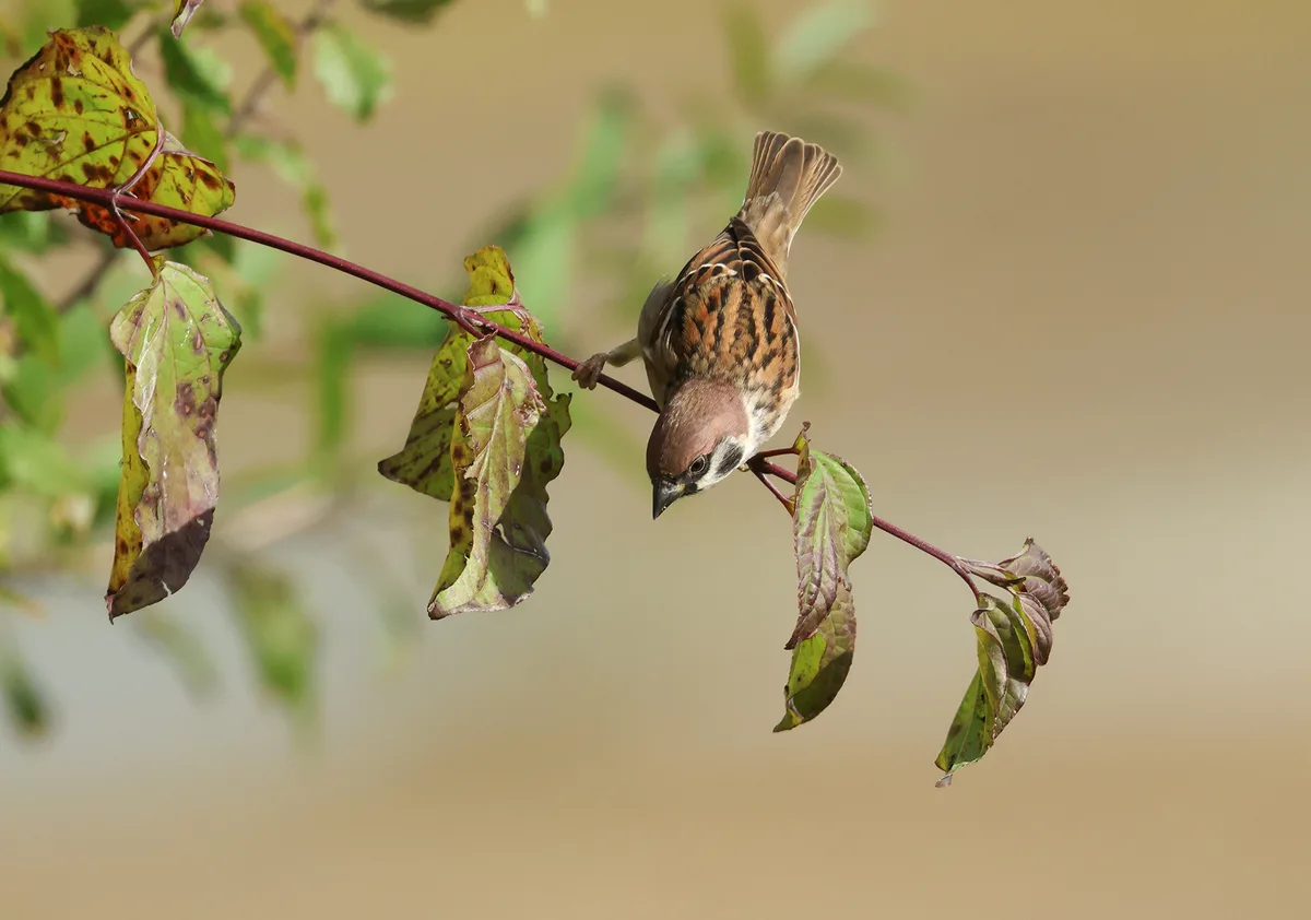 Ein Feldsperling sitzt auf einem Ast.