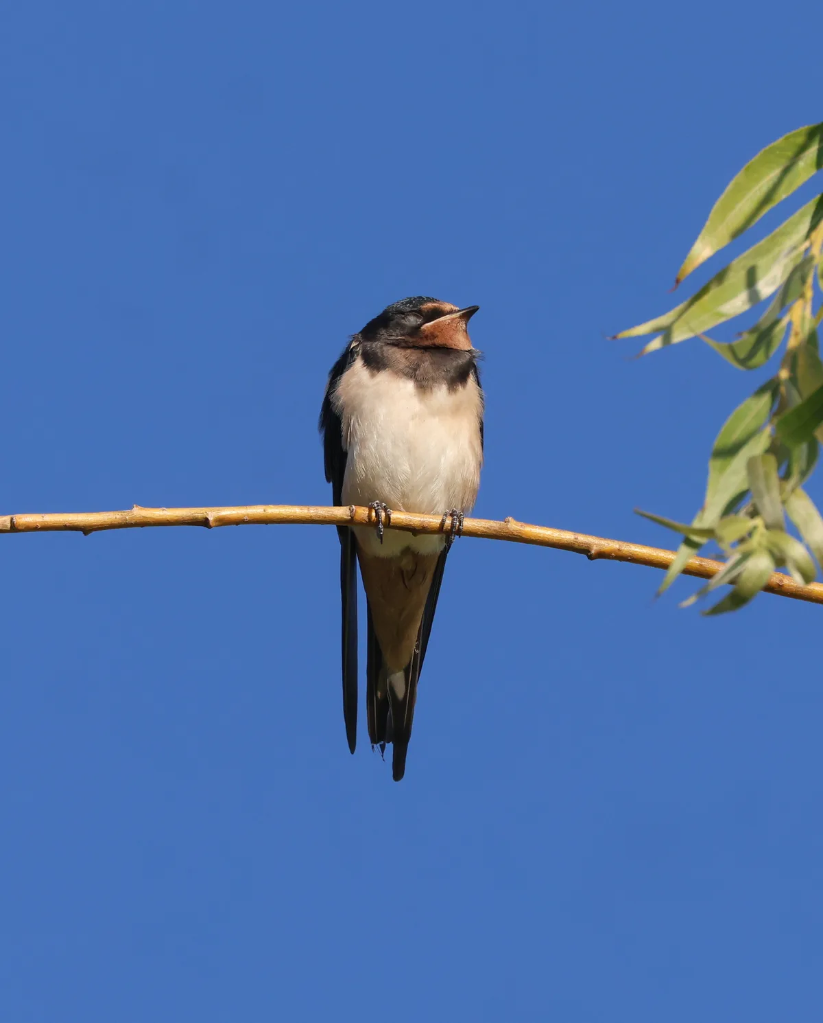 Junge Rauchschwalben besitzen noch keine «Spiesse» an den Schwanzenden. 10pt Schwalbe auf Ast