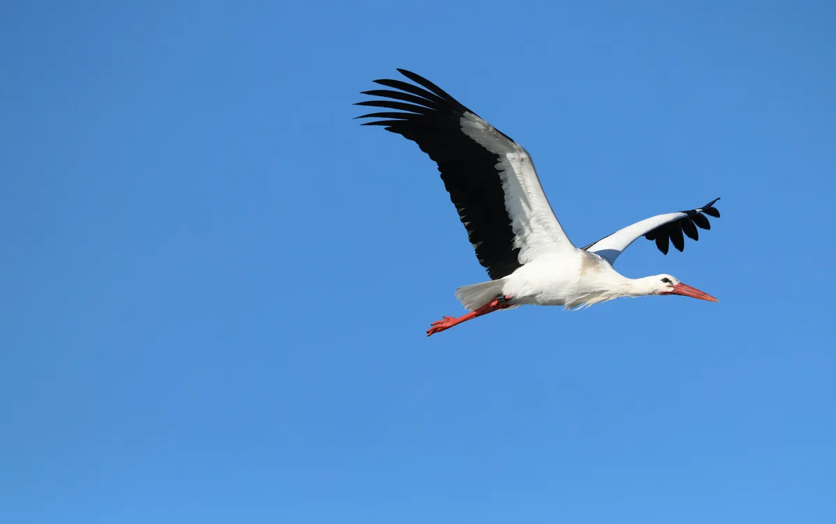Der Storch fliegt im Vergleich zum Reiher mit gestrecktem Hals. So lassen sich diese zwei Vögel auch bei schlechten Sichtverhältnissen gut unterscheiden.
