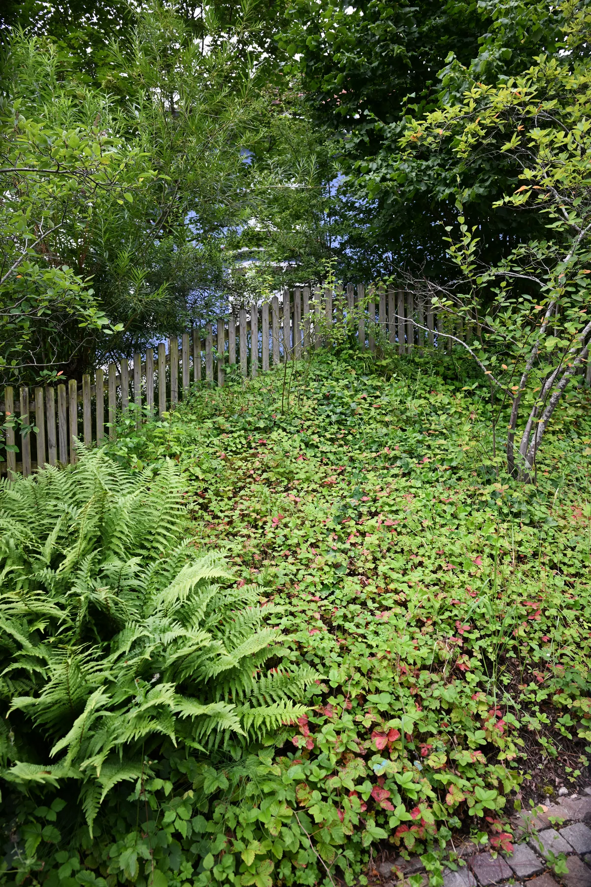 Walderdbeere, Fünffingerkraut, Storchschnabel und Efeu bieten Kleintieren flächendeckend Schutz. Positive und negative Gartenbeispiele in Effretikon – Rundgang durch ein typisches Quartier mit Marc Weiss, dem Leiter Bereich Naturschutz – Walderbeeren als Bodendecker sind ideal.