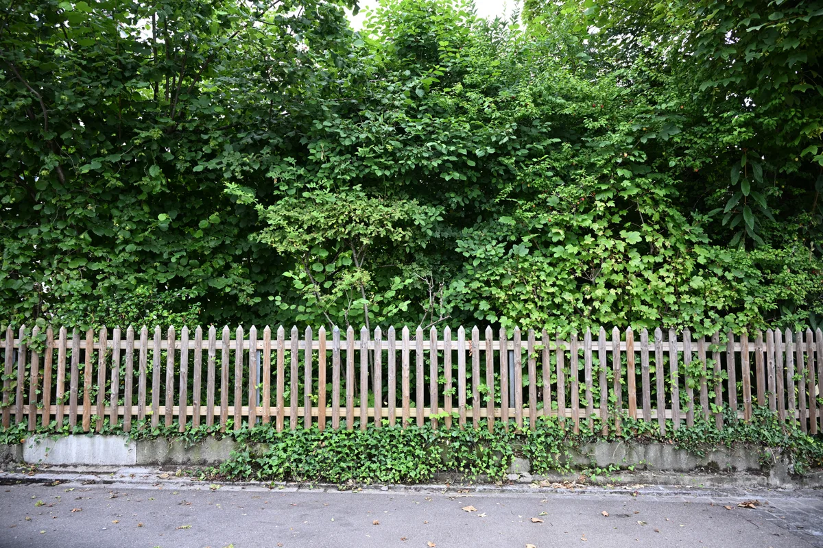 Die klassischen Einfassungen der Gärten können für Igel zur Hürde werden. Positive und negative Gartenbeispiele in Effretikon – Rundgang durch ein typisches Quartier mit Marc Weiss, dem Leiter Bereich Naturschutz – vorbildliche Hecke.