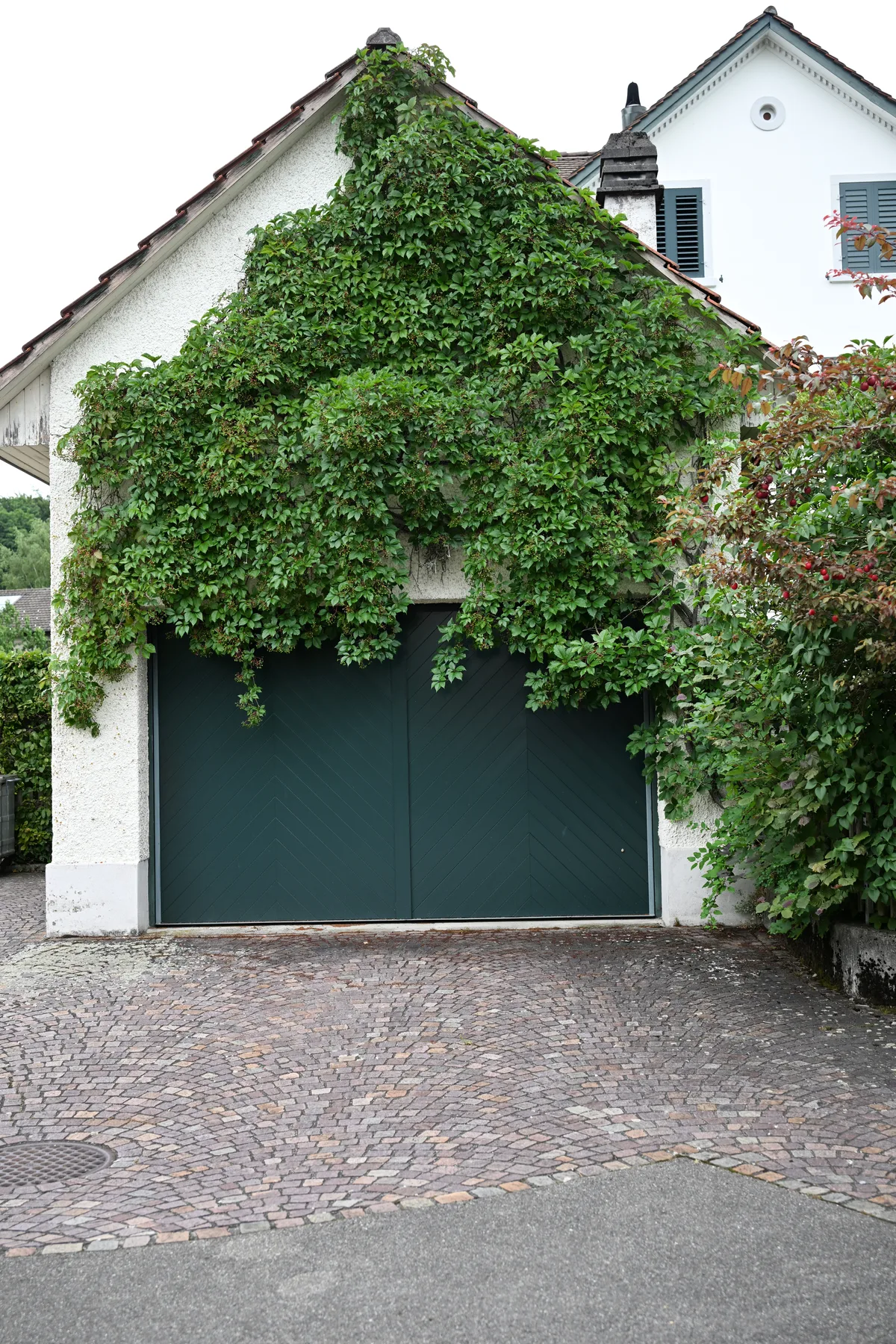 Die Gewöhnliche Jungfernrebe, auch Fünfblättriger Wilder Wein genannt, ist invasiv. Äste, die den Boden berühren, können Wurzeln bilden und damit zur Entstehung eines neuen Bestands führen. Positive und negative Gartenbeispiele in Effretikon – Rundgang durch ein typisches Quartier mit Marc Weiss, dem Leiter Bereich Naturschutz – Wildreben haben keinen Nutzen für die Insekten.