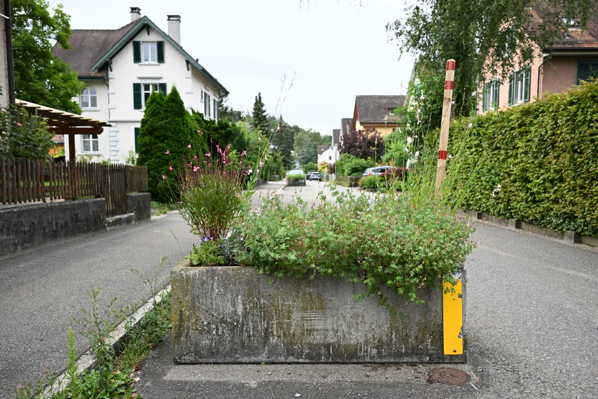 29994654-13 Das Tann-Quartier in Effretikon ist ein typisches Wohnquartier. Hier wachsen neben ökologisch wertvollen Pflanzen auch invasive Neophyten.