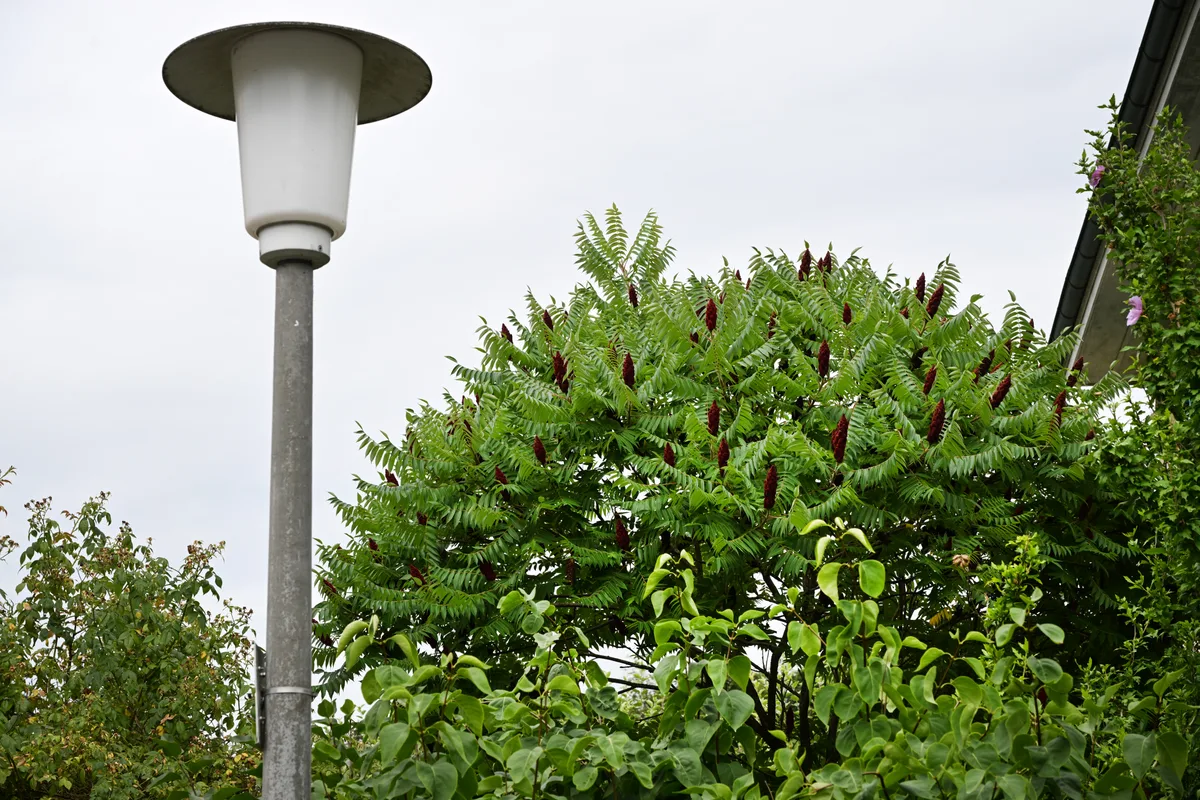 Wird ein Essigbaum entfernt, muss der Boden je nachdem ausgebaggert und abgeführt werden. Positive und negative Gartenbeispiele in Effretikon – Rundgang durch ein typisches Quartier mit Marc Weiss, dem Leiter Bereich Naturschutz – Essigbaum.