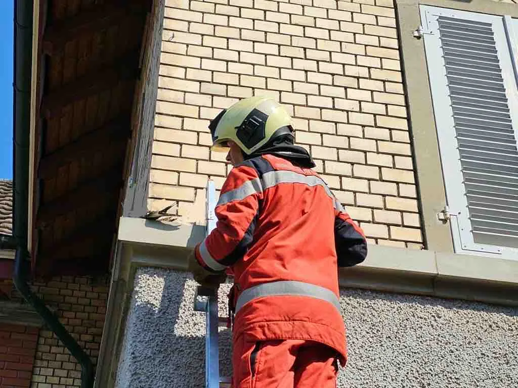 12283231-1 Der Mauersegler ist eine nach dem Gesetz geschützte Art.