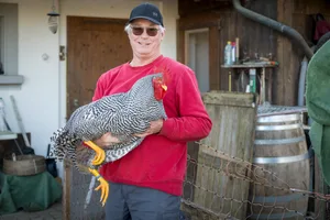 Der schönste Güggel kommt aus Oetwil - sein Züchter ist im Oberland bekannt Der schönste Güggel kommt aus Oetwil - sein Züchter ist im Oberland bekannt