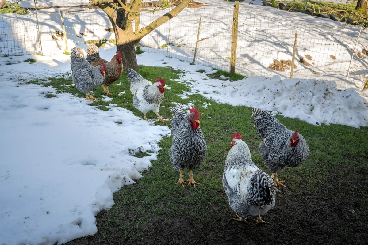 Man sieht Hühner auf einer schneebedeckten Wiese.