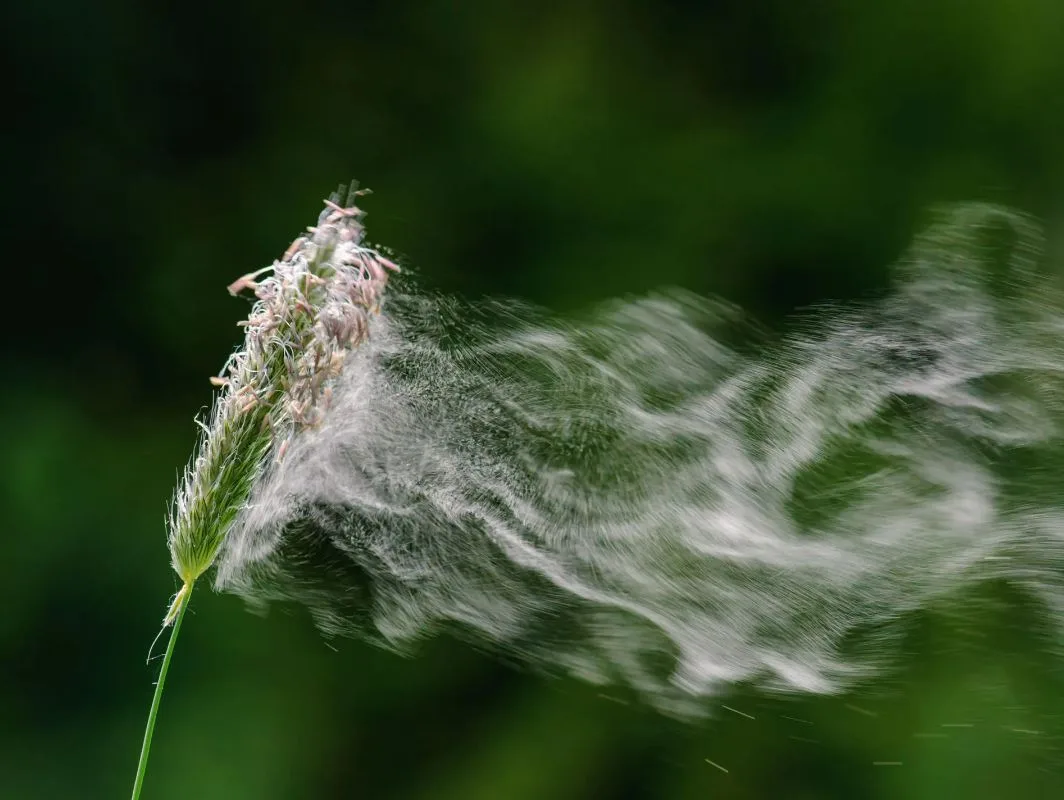 Bis zu 4 Millionen Blütenpollen pro Grashalm: Eine Grasblüte gibt Pollen an die Luft ab.