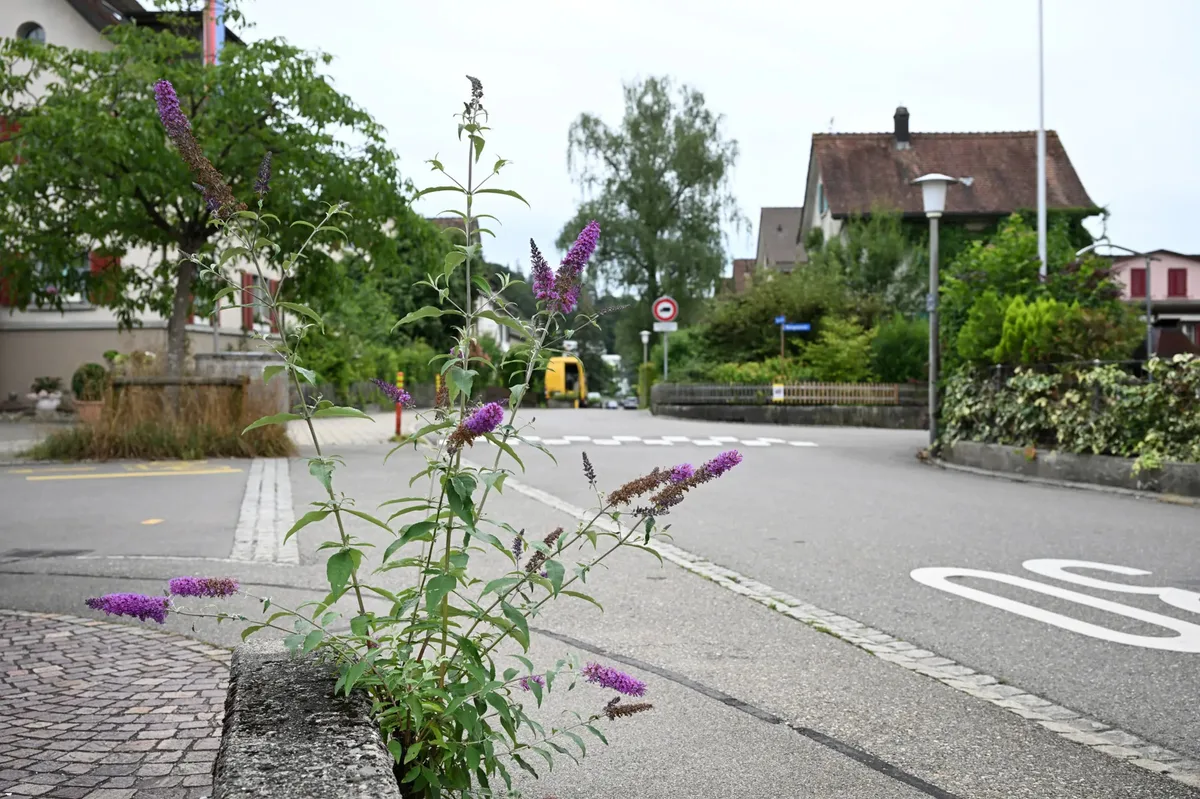 Der invasive Sommerflieder im Vordergrund siedelt sich selbst in den kleinsten Ritzen an. Sommerflieder