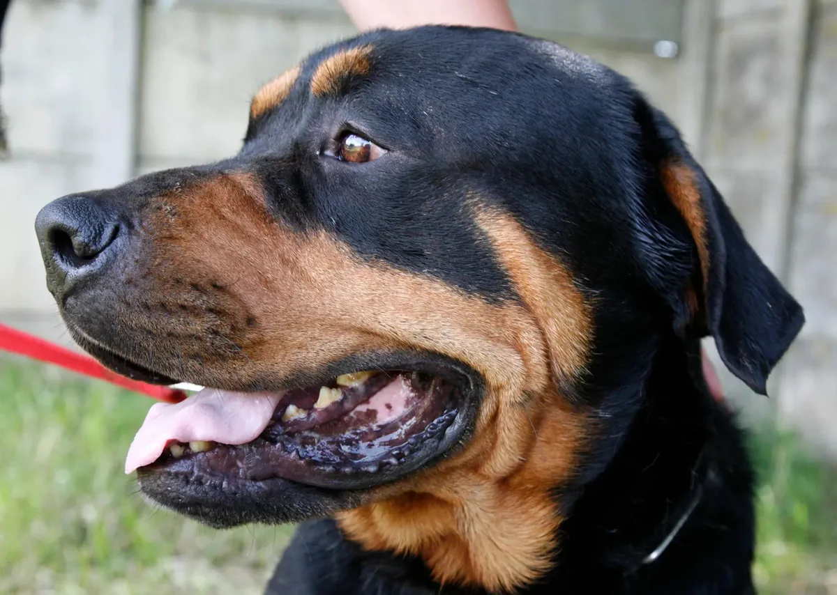 Dürfen im Kanton Zürich nicht mehr verkauft und gezüchtet werden: Rottweiler-Hunde. Dürfen im Kanton Zürich nicht mehr verkauft und gezüchtet werden: Rottweiler-Hunde.