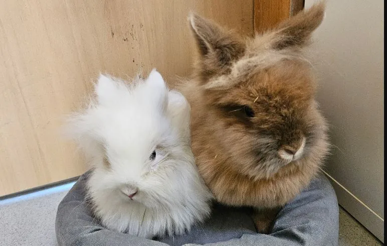 Mögen sich und werden nur zusammen vermittelt: Icy (links) und Teddy.