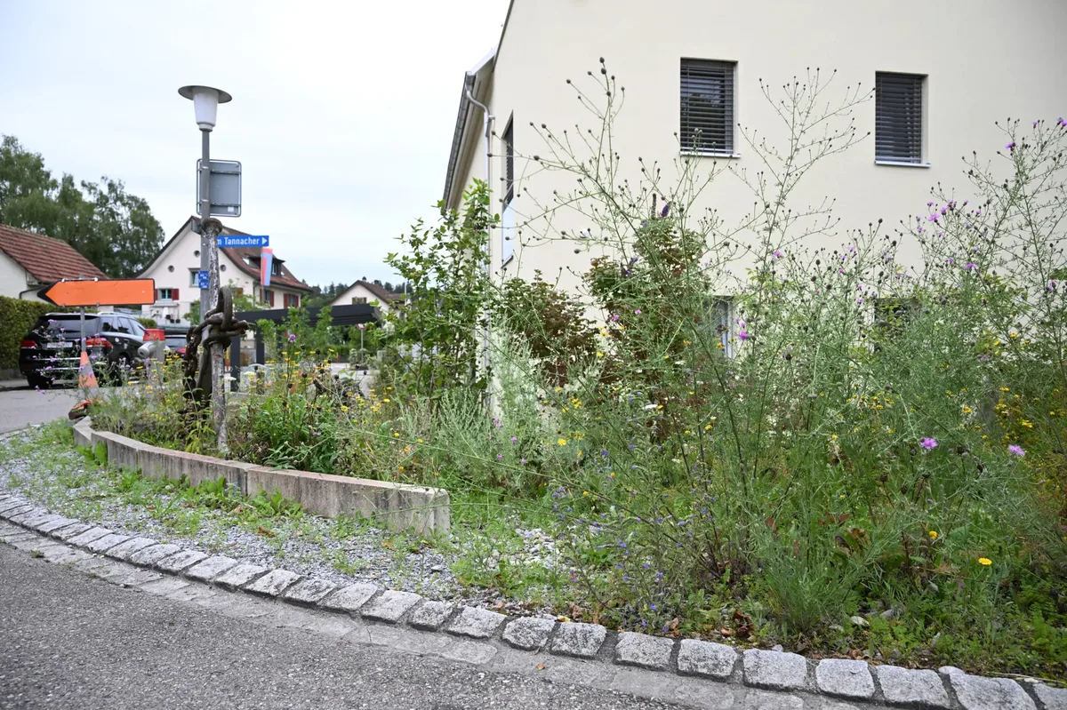 Bei Neubau-, Umbau- und Sanierungsprojekten ab sechs Wohneinheiten sind in Illnau-Effretikon ökologische Ausgleichsflächen Pflicht. Baustelle