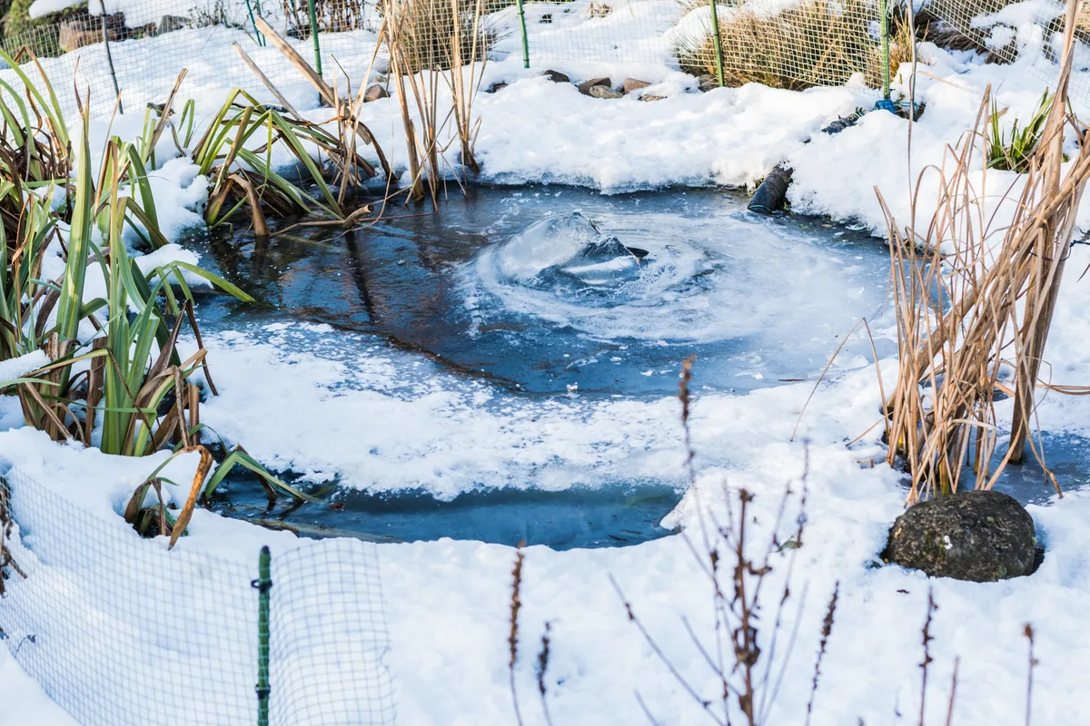 31958042-1 Vorbildlich: Ein Teil der Pflanzen sollte über den Winter stehen bleiben. Unnötig: Naturnahe Teiche mit einheimischen Pflanzen und Tieren brauchen keine Belüftung.