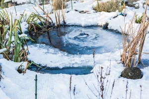 31958042-1 Vorbildlich: Ein Teil der Pflanzen sollte über den Winter stehen bleiben. Unnötig: Naturnahe Teiche mit einheimischen Pflanzen und Tieren brauchen keine Belüftung.