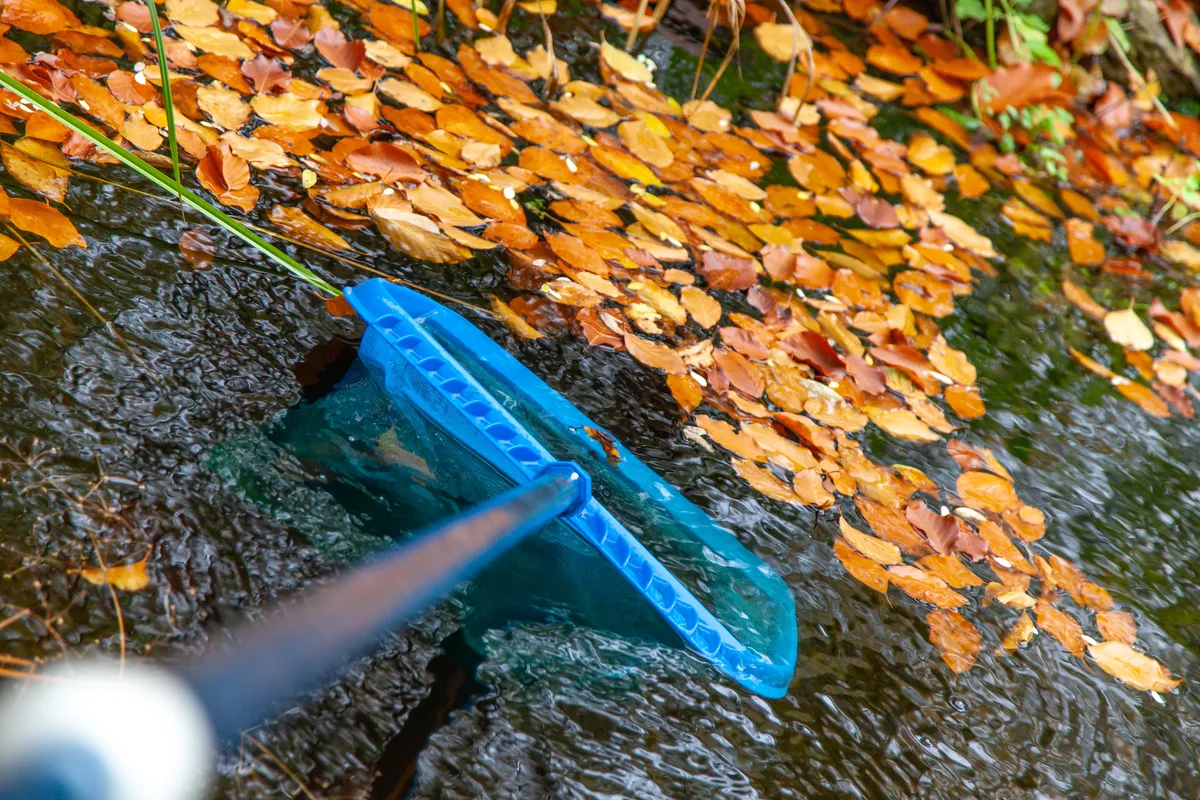 Teich mit Blätter.