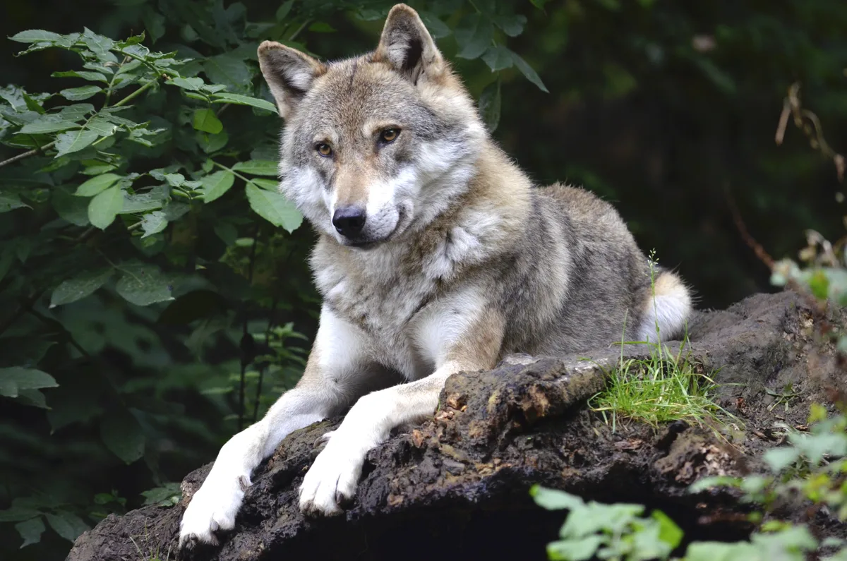 Wolf Wolf