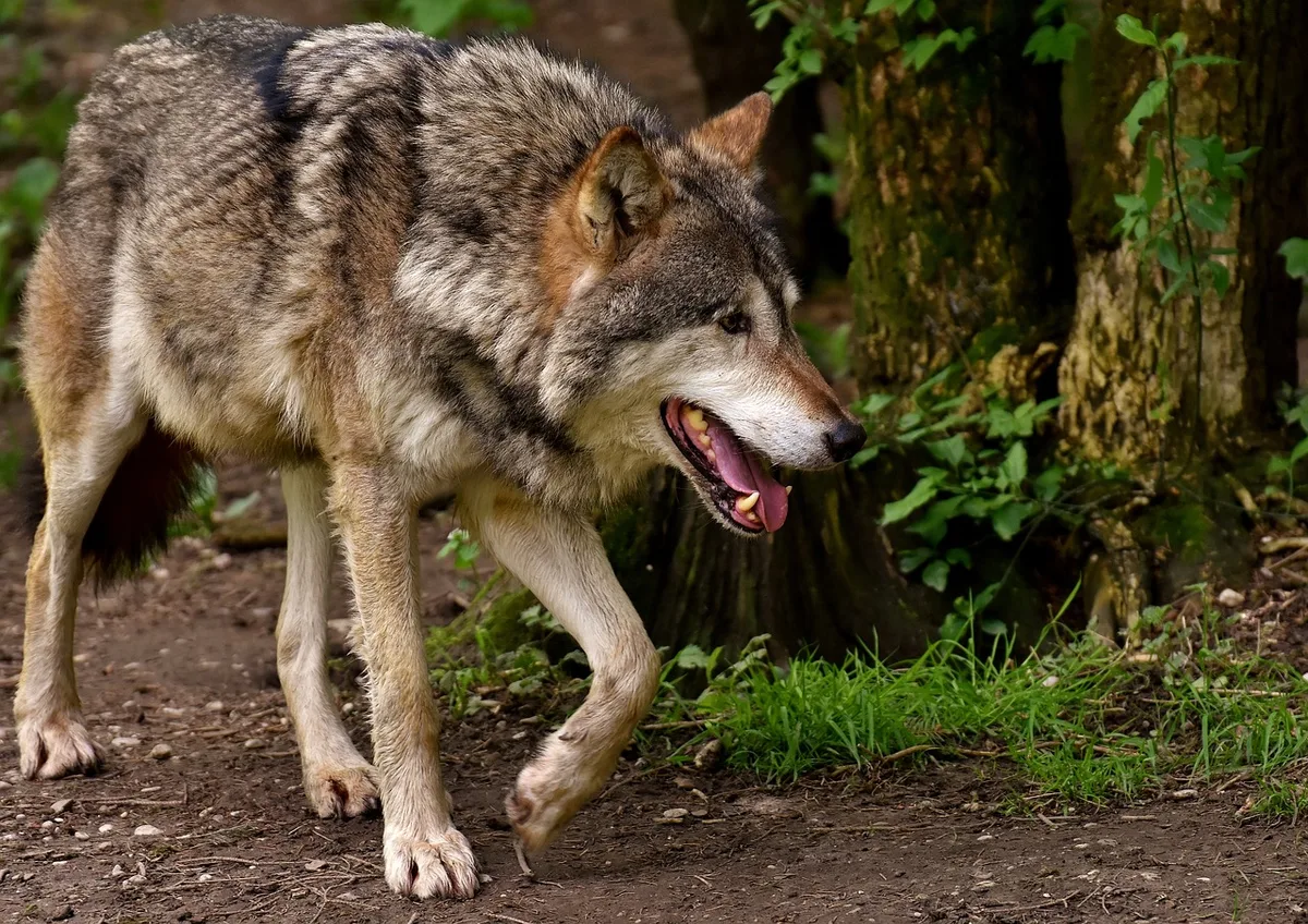 12194968-3 Auch wenn ein Wolf keine Schäden angerichtet hat, darf er künftig erschossen werden. (Symbolbild)