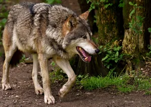 12194968-3 Auch wenn ein Wolf keine Schäden angerichtet hat, darf er künftig erschossen werden. (Symbolbild)