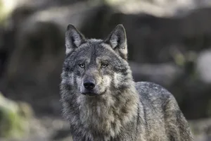 23897720-1 Nutztierhalter in der Region erhielten nach einem Wolfsriss im Thurgau einen Alarm.