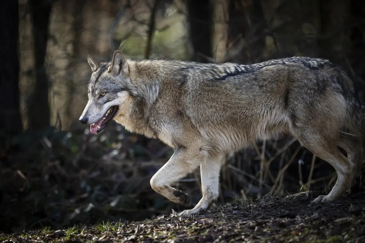 Der Wolf war vermutlich als Einzeltier unterwegs. (Symbolbild) Der Wolf war vermutlich als Einzeltier unterwegs. (Symbolbild)
