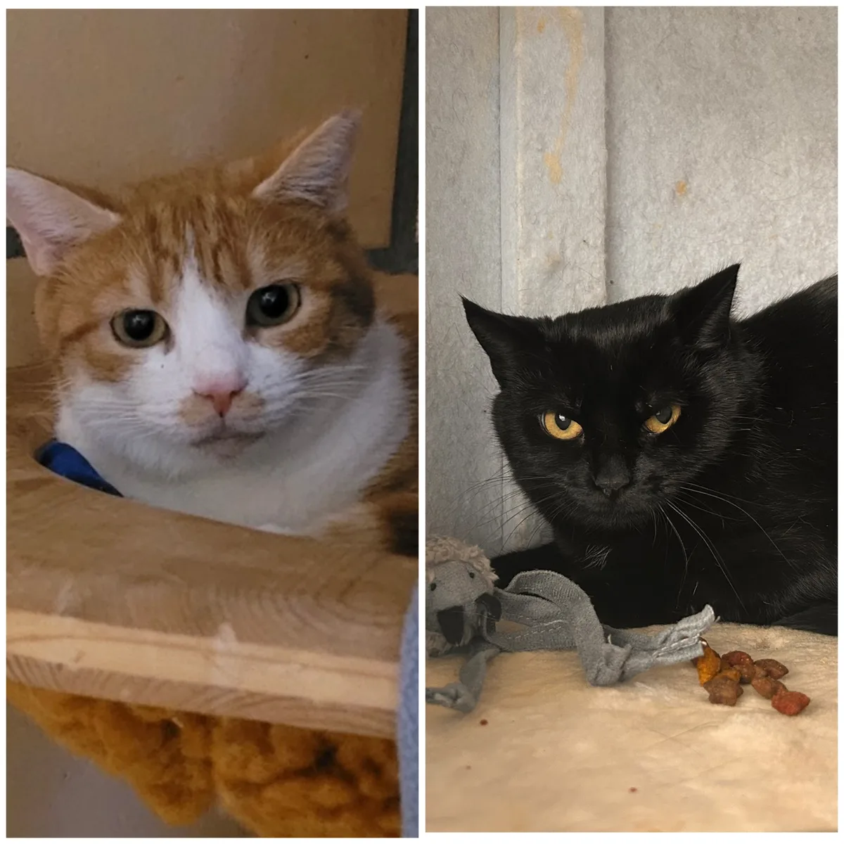 Amina (rechts) lässt sich schon gut streicheln, Bonita kann zuviel Nähe noch nicht wirklich geniessen. Die beiden suchen zusammmen ein neues Zuhause.