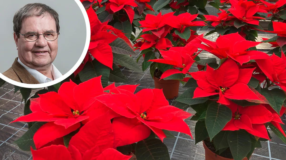 Bildkombo Dezember 2022 Guy A. Lang Weihnachten